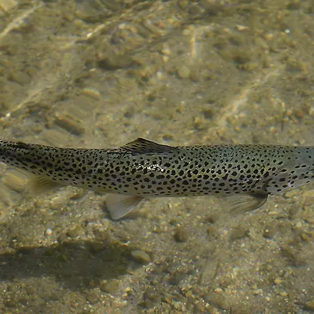 Etno House Gostece- With Finnish Sauna *