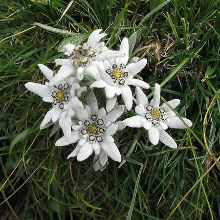 Etno House Gostece- With Finnish Sauna Mozirje