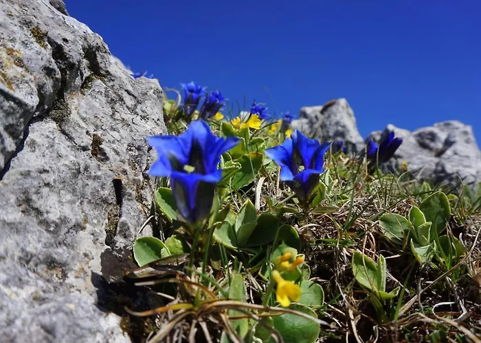 Etno House Gostece- With Finnish Sauna *