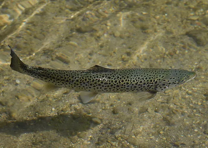 Etno House Gostece- With Finnish Sauna *