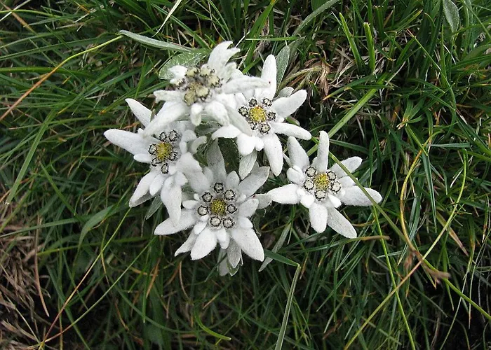 Etno House Gostece- With Finnish Sauna Mozirje